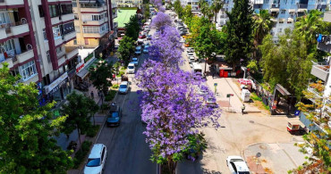 Adana'nın Jakaranda Ağaçları Mor Renkle Büyülüyor