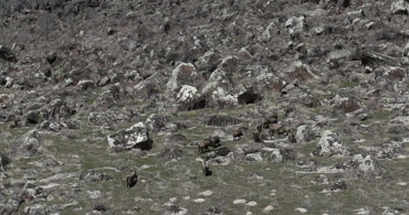 Adilcevaz'da Yaban Domuzu Sorunu