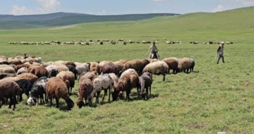Adilcevaz'da yaylacıların yaz mesaisi devam ediyor
