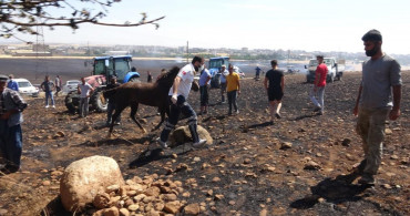 Adıyaman’da Çıkan Yangın Hayvanlara Zarar Verdi