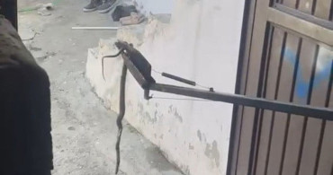 Adıyaman'da eve giren yılan yakalandı ve doğaya bırakıldı