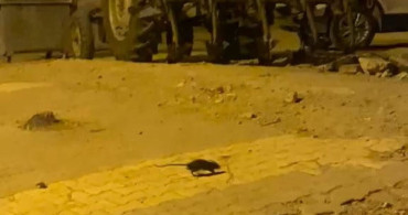 Adıyaman'da lağım fareleri nedeniyle vatandaşlar tedirgin