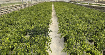 Adıyaman'da Süs Bitkisi Üretimi ile İstihdam Artışı