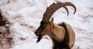 Adıyaman'da Yaban Keçileri Karlı Alanda Yiyecek Arıyor
