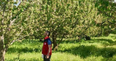 Afyonkarahisar'da Kiraz Rekoltesi İçin Kontroller Devam Ediyor