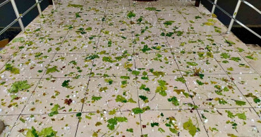 Afyonkarahisar'da sağanak ve dolu yağışı tarım arazilerine zarar verdi