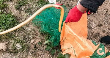 Ağa dolanan yılanlar itfaiye ekipleri tarafından kurtarıldı