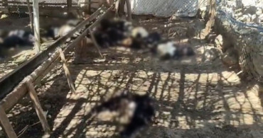 Ağıla giren başıboş köpekler 26 keçiyi telef etti