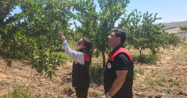 Ağın'da badem bahçelerine hastalık ve zararlı kontrolü