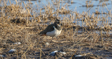 Ağrı Dağı Eteklerinde 35 Kuş Türü Yaşıyor