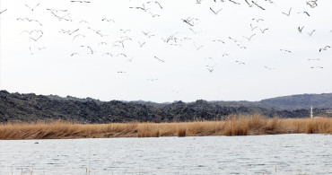 Ağrı Dağı'nda Bahar Kuş Göçü Başladı