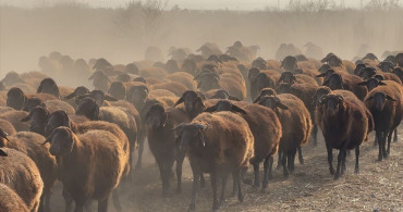 Ağrı Dağı'nda Morkaraman Koyun Yetiştiriciliği Gelişiyor