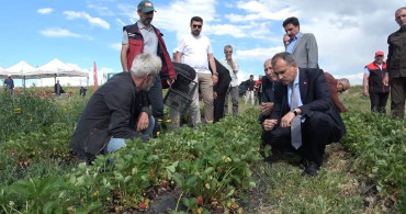 Ağrı'da çilek fidesi üreticilere dağıtıldı