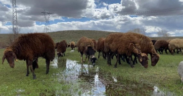 Ağrı'da Çoban Bulmanın Zorluğu: Yüksek Ücretlere Rağmen Teklifler Yetersiz Kalıyor