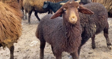 Ağrı'da Kuzu Katma Geleneği Renkli Anlara Ev Sahipliği Yaptı