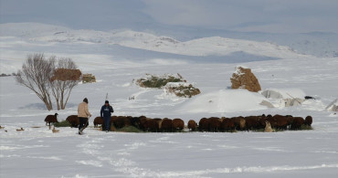 Ağrı'da Zorlu Kış Koşullarında Hayvan Bakımı