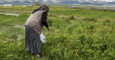 Ağrı'nın Geleneksel Şifalı Ot Hazırlığı