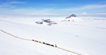 Ağrı'nın Karla Kaplı Dağlarında Küçükbaş Hayvan Besleme Zorluğu