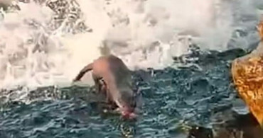 Akçakoca'da Su Samuru Görüntülendi