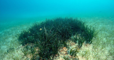 Akdeniz Koruma Derneği 2026 Hedefleriyle Deniz Koruma Çalışmalarını Geliştiriyor