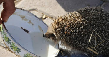 Aksaray'da Çiftçi ve Kirpi Arasındaki Süt Dostluğu