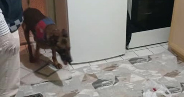 Aksaray'da Uyuşturucu Operasyonu: Narkotik Köpeği Yalman'ın Başarısı