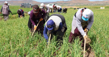 Aksaray'daki Yağışlar Tarımsal Rekolteyi Artırdı