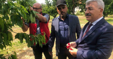 Akşehir Kirazı Üretim Sürecine Saha İncelemesi