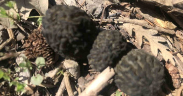 Akseki'de Kuzugöbeği Mantarının Sezonu Açıldı