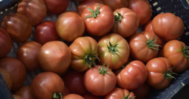 Aksu’da Kadın Çiftçiler Tarımda Rekor Kırıyor