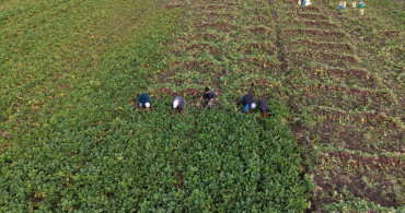 Alaçam'da Bedeş Turpu Hasadı Devam Ediyor