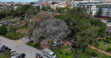 Alanya'da Akdeniz Çam Kabuk Böceğine Karşı Mücadele Başlatıldı