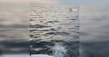 Alanya’da ayaklarına misina dolanan martıyı amatör balıkçılar kurtardı