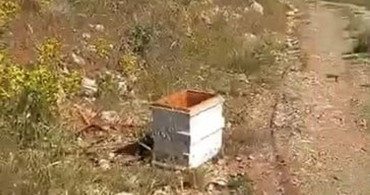 Alanya'da ayılar arı kovanlarına saldırdı, üretici şoka uğradı