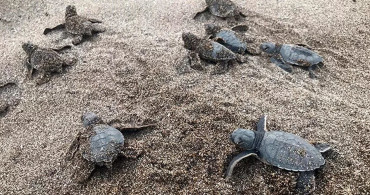 Alanya'da Caretta Carettalar Denizle Buluştu!