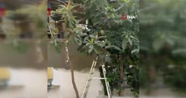 Alanya'da devlete ve polise hakaret eden yabancı uyruklu şüpheli adliyeye sevk edildi