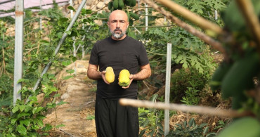 Alanya'da Papaya İhracatında Artış