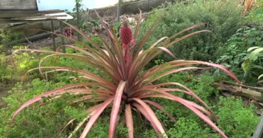 Alanya'da Tropikal Ananas Üretiminde İlk Meyve Topaları Görüldü