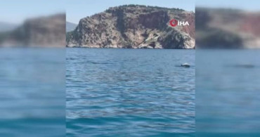 Alanya’da Yunusların Unutulmaz Gösterisi
