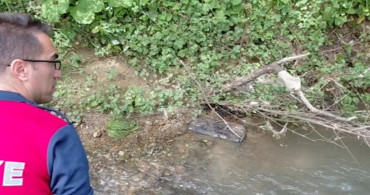 Alaplı'da Yaralı Gri Balıkçıl Kurtarıldı