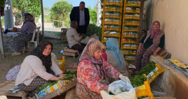 Alaşehir'de Asma Yaprağı Sezonu Başladı