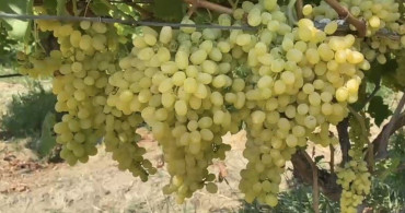 Alaşehir’de çiftçilere b-reçete uygulaması hakkında son uyarı