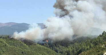 Hatay'da Orman Yangını