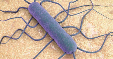 Almanya’da Skandal Olan Listeria Salgını Nedir?