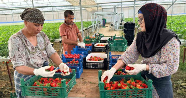 Almanya'dan Serik'e Çilek İhracatı: Hedef 100 Ton