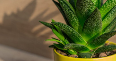 Aloe Vera Bitkisinin Bakımı Nasıl Olmalıdır?