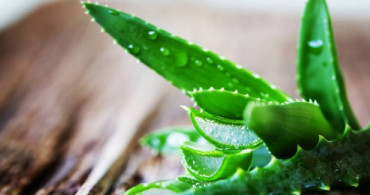 Aloe Vera ile Cilt Bakımı Nasıl Yapılır?