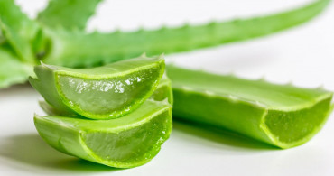 Aloe veranın faydaları nelerdir, bakımı nasıl yapılır? Şifalı yapraklarıyla doğal merhem aloe veranın cilde yararları