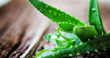 Aloe Vera'nın Cildimize Faydaları