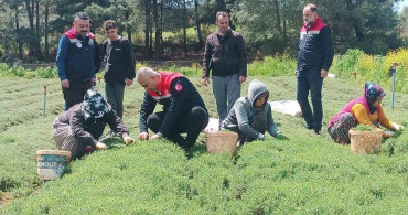 Altınözü'nde Zahter Hasadı Başladı